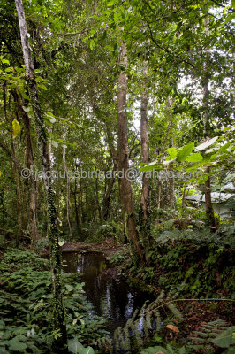 Borneo Jungle
