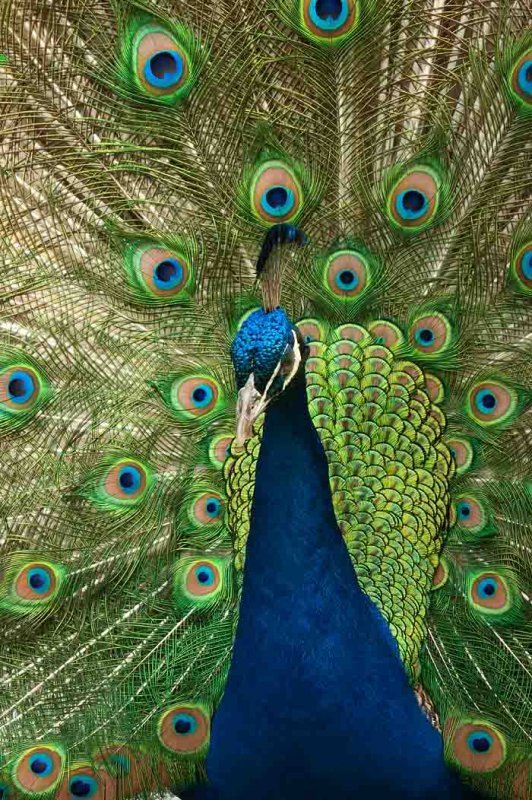 PEACOCK PORTRAIT.jpg