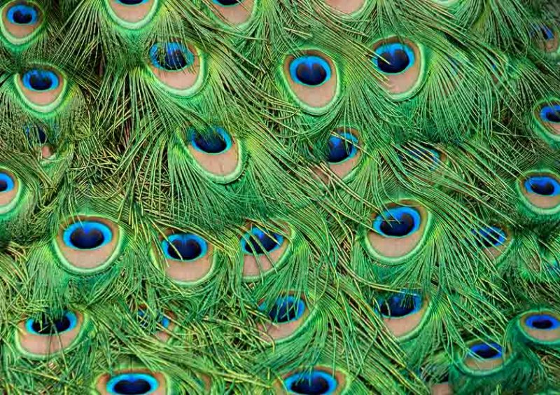 PEACOCK FEATHERS.jpg