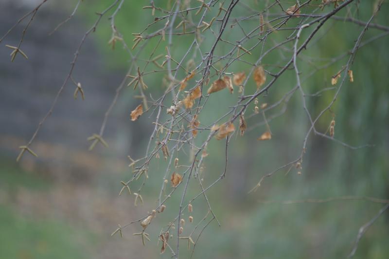 Bare Trees