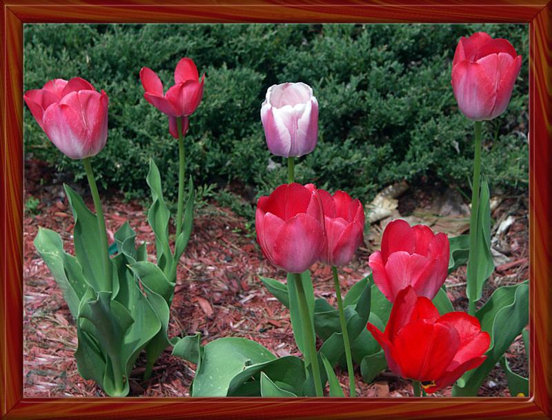 Reds and Violet