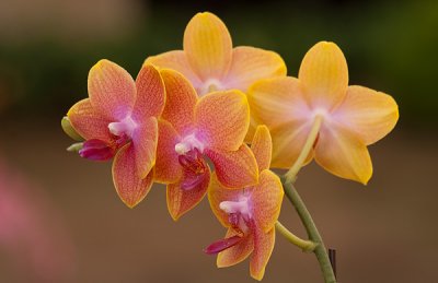 orchid cluster.jpg