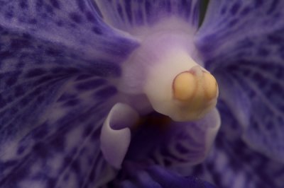 purple-orchid-1.jpg