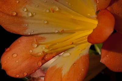 wet lily orange.jpg