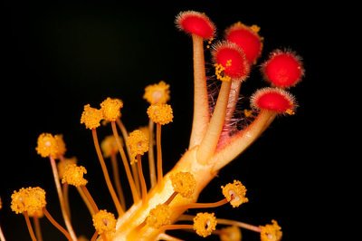 hibiscus organs.jpg