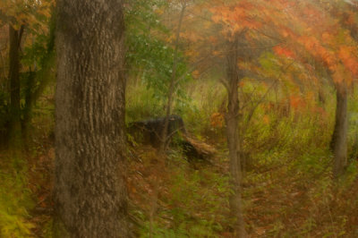 FALL 2011 ADIRONDACKS-OLD FORGE NY