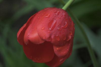 Raindrops on Red Tulip