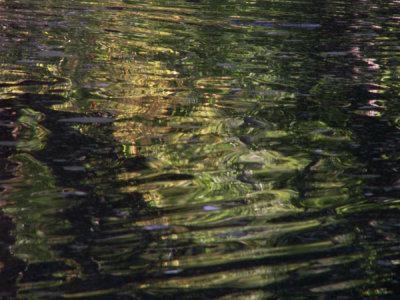 pond-ripples.jpg