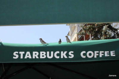 Starbucks' birds