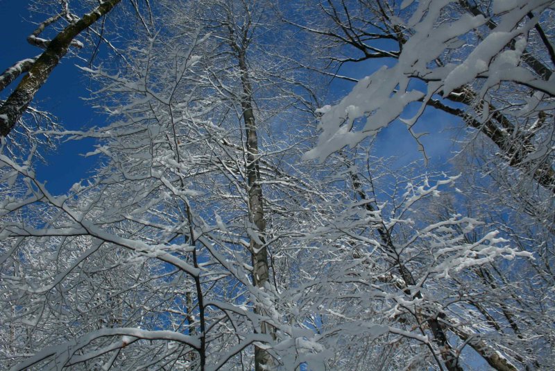 Frosty Timber Reaching up Toward Blue Sky tb0311sex.jpg