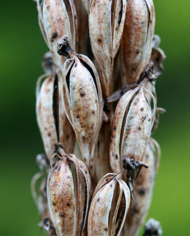 Last Seasons P Grandiflora Seed Pods v tb0511qux.jpg