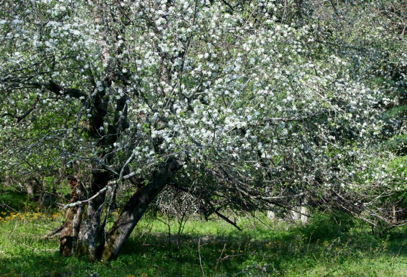 Leaning Apple Tree in Old Bailey Orchard tb0511qtr.jpg