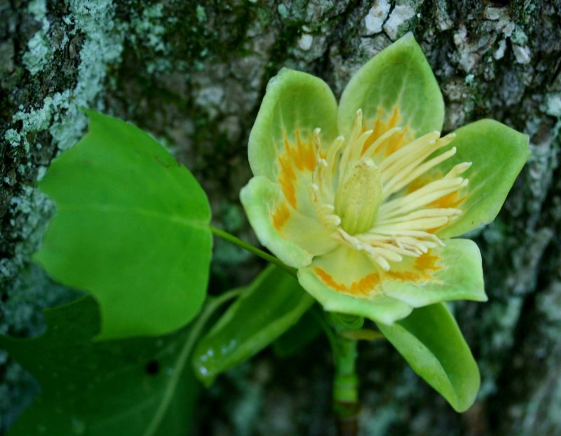 Vibrant Yellow Poplar Bloom and New Leaves tb0511rtx.jpg