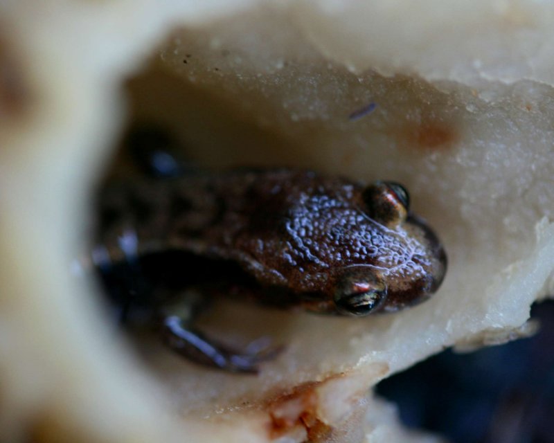 Brown Salamander in Old Hollow Morel Mushroom tb0611irr.jpg
