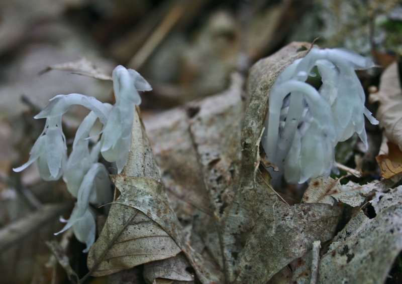 Several Indian Pipes Emerging from WV Woods tb0811kfr.jpg