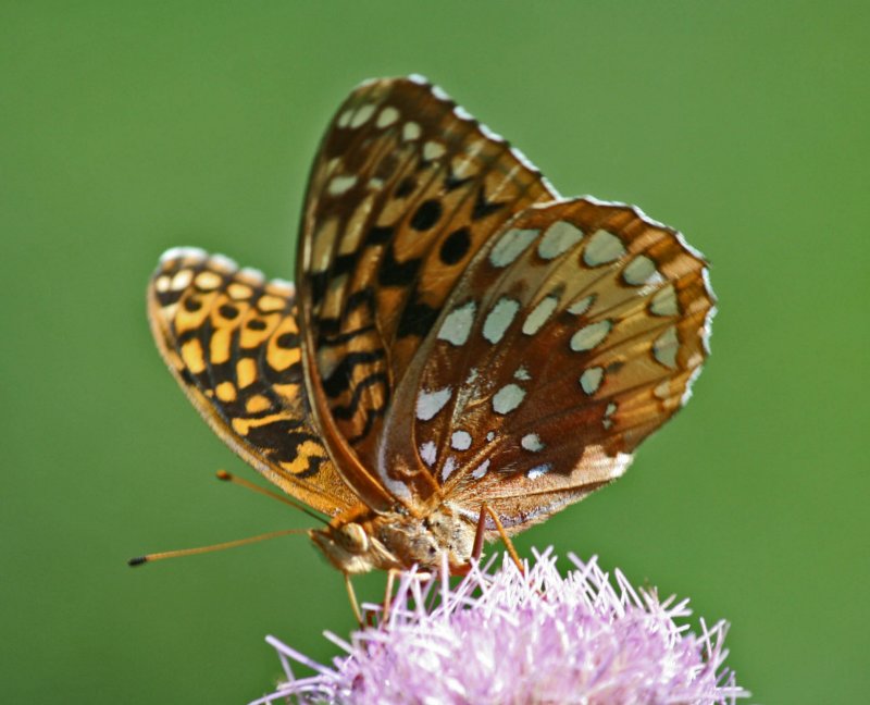 Sunny Fritillary Butterfly Browsing Pink Thistle tb0811kex.jpg