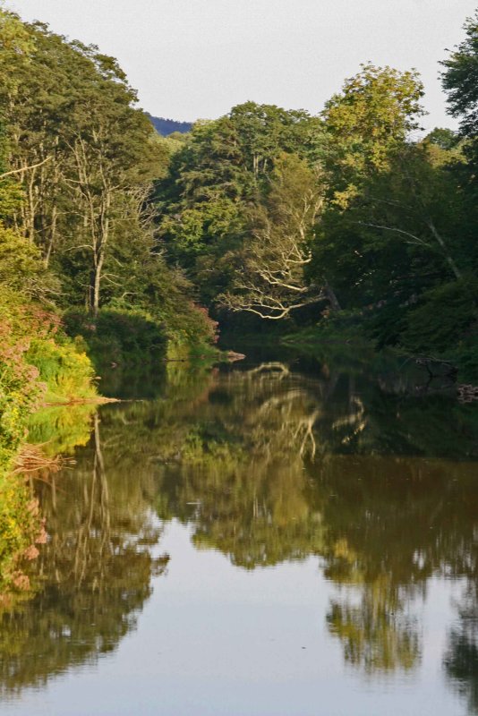 Upper Williams River Reflective Scene v tb0911nur.jpg