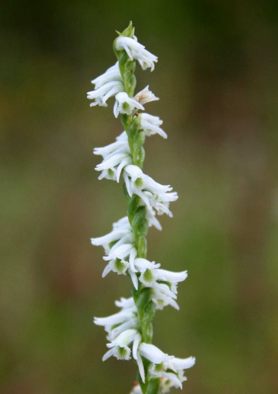 Single Sp Gracilis Orchid in Field tb0809kcx.jpg