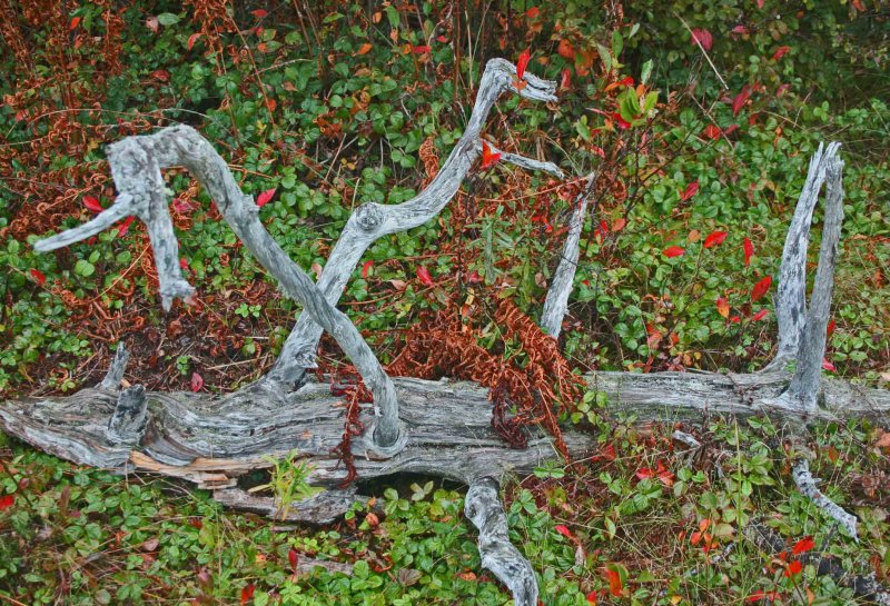 Natural Wood Creature near Cranberry Glades tb0911tir.jpg
