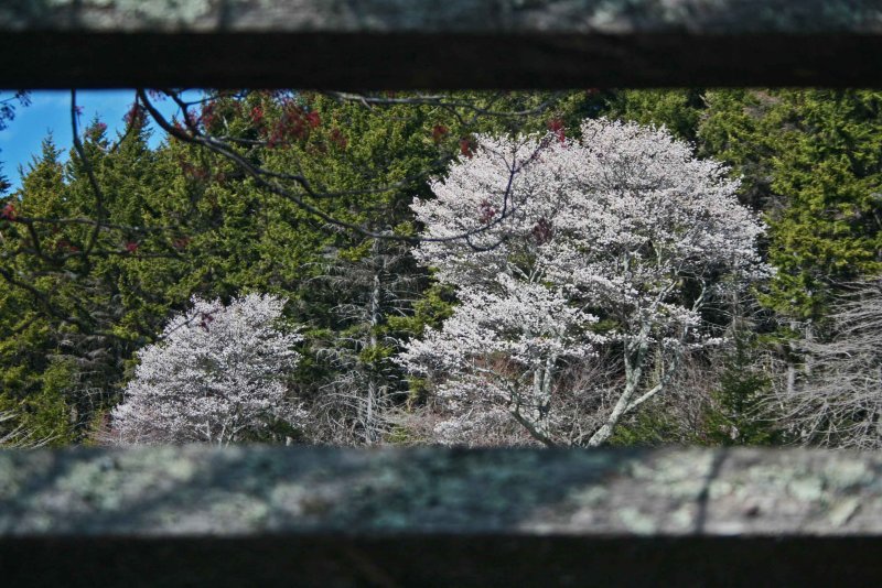 Bright White Service Trees Between Rail Fence tb0412nhr.jpg