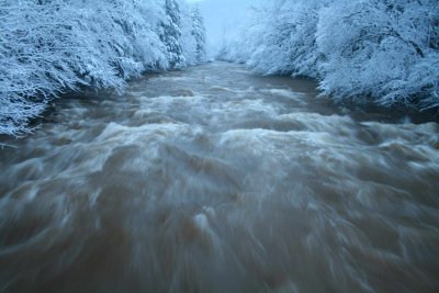 Frosted Trees by Surging Cranberry River tb0311sdr.jpg