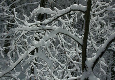 Sunlit Snowy Limbs in Mountain Woods tb0311six.jpg