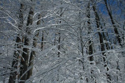 Frosty Mountain Ridge Winter Scape tb0311skr.jpg