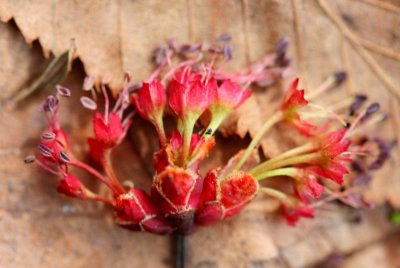 Fallen Red Maple Bloom in Spring Mtns tb0511qcr.jpg