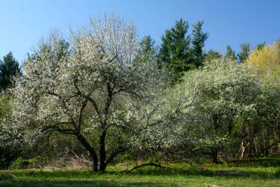 Blooming Apple Orchard Old Bailey Farm tb0511qfr.jpg