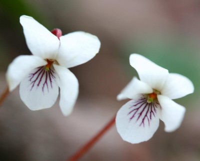 Early Season Pair of New White Violets tb0511qir.jpg