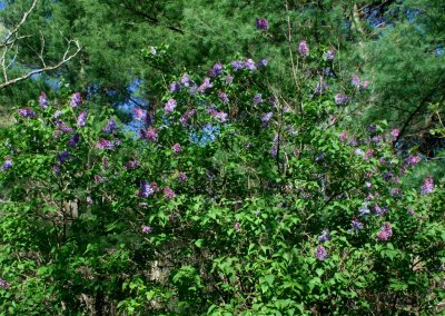 Blooming Lilac Bush in Sunny Farm Field tb0511qqx.jpg