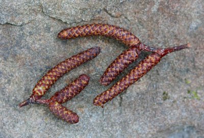 Black Birch Catkins on Ridgeline Sandstone tb0511qtr.jpg