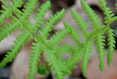 Ferns Shooting Skyward in Mtn Woods tb0511qqr.jpg