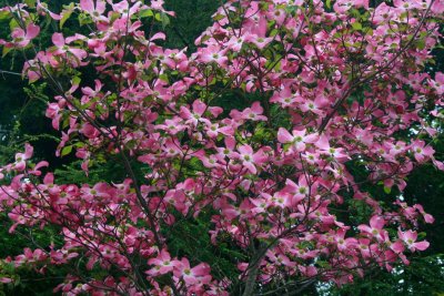 Pink Dogwood Blooming at Grandview Park tb0511qmx.jpg