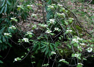 Hobble Bush Blooming in Appalachian Mtns tb0511quu.jpg