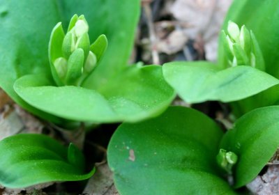 April Showy Orchis Budding in Mtn Woods tb0511qyr.jpg