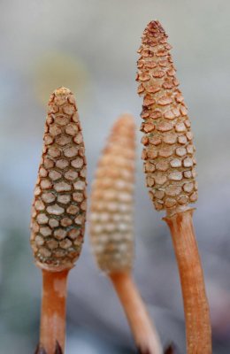 Horsetails Springing Upward in West Virginia Highlands v tb0511qzx.jpg