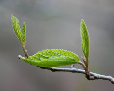 Hazel Tree Leaves New Season Leafage tb0511rar.jpg