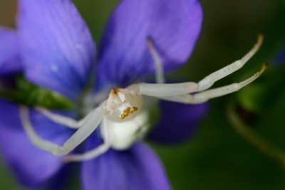 Pale Crab Spider Spread Out on Blue Violet tb0511rcx.jpg