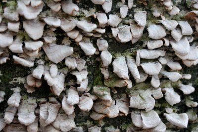 Dried Pale Fungi on Balck Birch Tree tb051rer.jpg