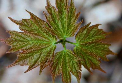 New Maple Reaching up from the Spring Earth tb0511rbx.jpg