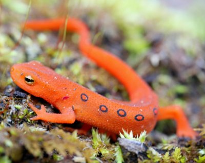 Red Eft Curled up in Mossy Woods tb0511rax.jpg