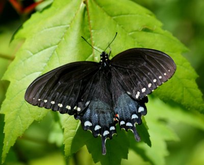 Black Swallowtail Chilling Out on Sunny Maple Leaf tb0511rmr.jpg