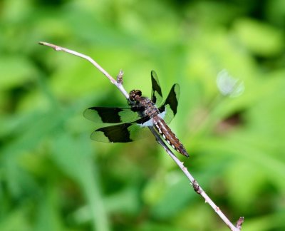 Dragonfly Perched on Branch in Spring Mtns tb0511rox.jpg