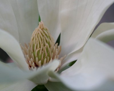 Satin White Magnolia Bloom and Center Bud tb0511rgr.jpg