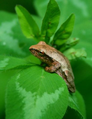 Shiny Brown Tree Frog Chilling on Clover Leaves tb0510tax.jpg