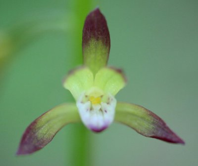 Applectrum Orchid Bloom Wide Open in Mtns tb0511ror.jpg