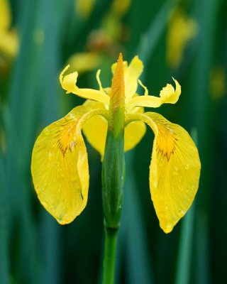 Yellow Iris Singled Out Among the Group v tb0511rrr.jpg