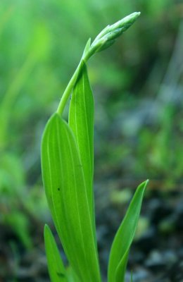 Lucida Orchid Leaves and Early Buds Spring Out v tb0510tbr.jpg