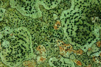 Lichen and Random Shapes on Sugar Creek Stone tb0510tcx.jpg